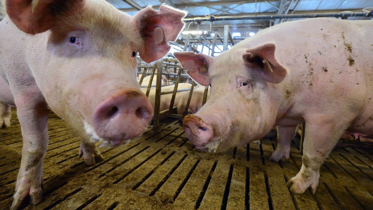 Die deutschen Landwirte sind wegen der Afrikanischen Schweinepest in höchster Alarmbereeitschaft.
