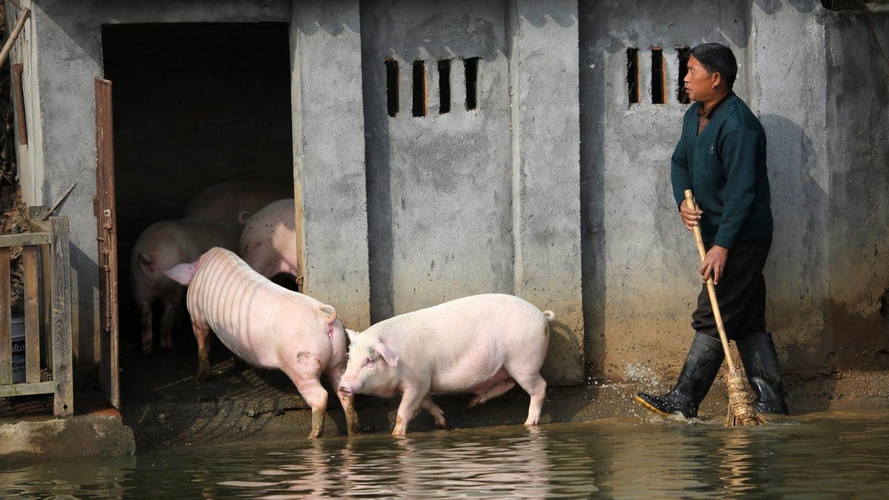 Landwirt Huang Demin treibt seine Schweine in den Stall.