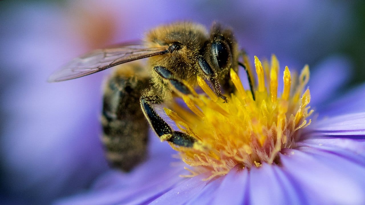 Wer Bienen etwas Gutes tun möchte, setzt auf Blüten mit zugänglichen Staubblättern.