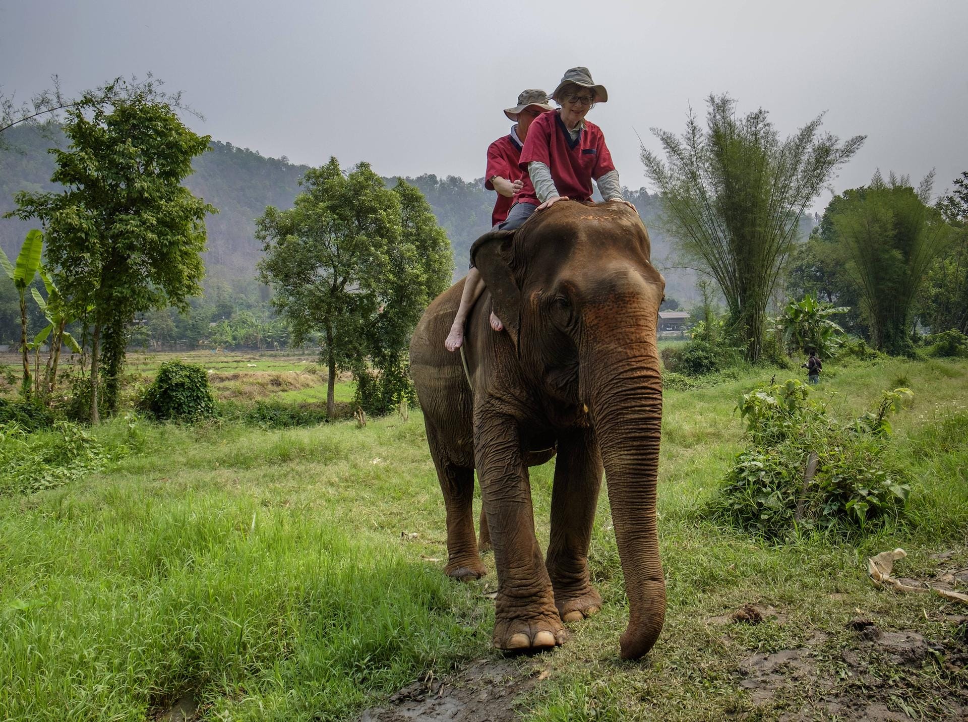 Elefantenreiten in Thailand: Um die Tiere zu schützen, sollten Sie auf diese Attraktion verzichten.
