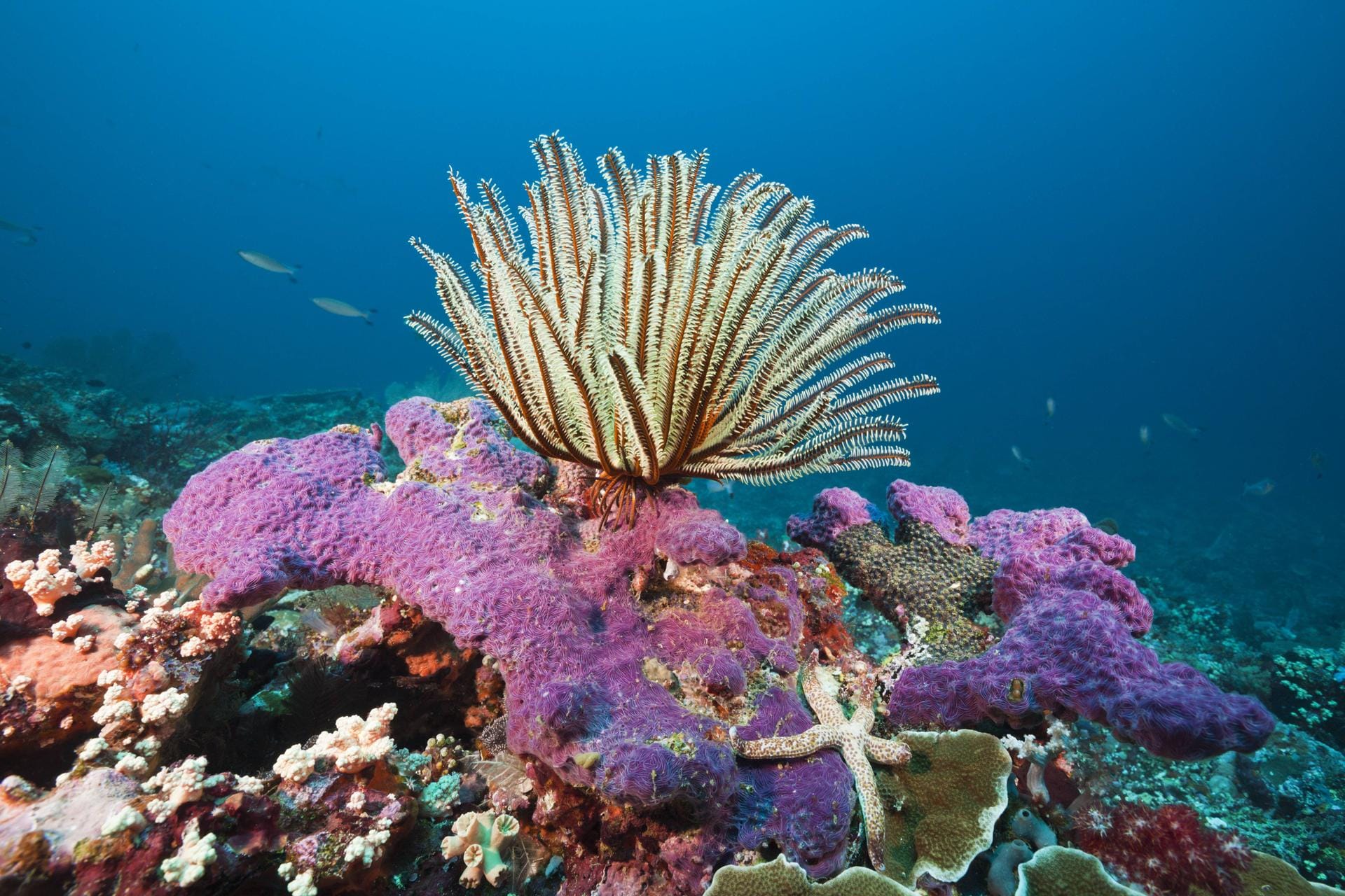 Korallenriff: Wegen einer rätselhaften Krankheit sind die Korallenriffe an der Küste Floridas besonders gefährdet.