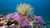 Korallenriff: Wegen einer rätselhaften Krankheit sind die Korallenriffe an der Küste Floridas besonders gefährdet.