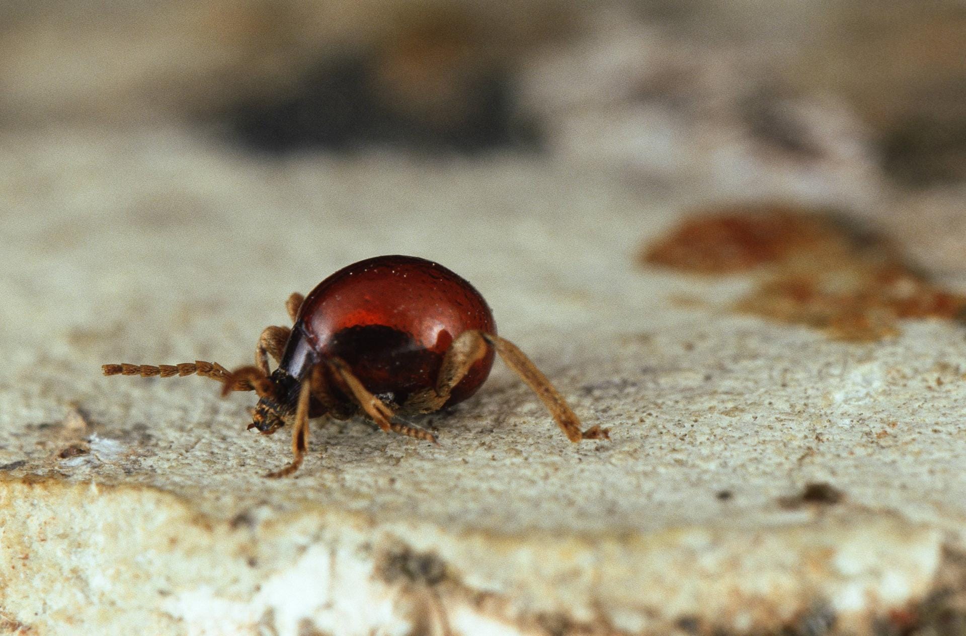 Ein Kugelkäfer: Besonders häufig kommt es in Fachwerkhäusern zu Massenvermehrungen, wo Larven und erwachsene Käfer in den Strohfüllungen von Zwischendecken leben.