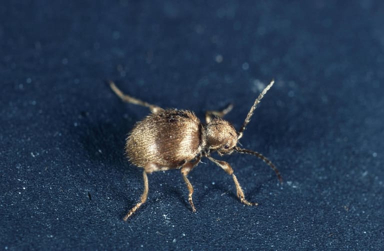 Ein Messingkäfer: Die nachtaktiven Käfer leben sehr versteckt – daher fällt vielen Menschen oft nicht auf, dass diese Schädlinge im Haus vorkommen.