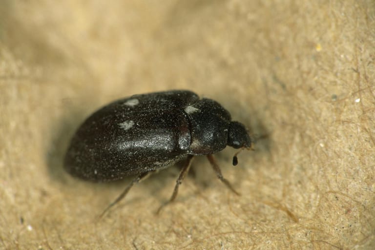 Gefleckter Pelzkäfer: Der Käfer hat seinen Namen von den beiden weißen Haarflecken auf seinen Flügeldecken.