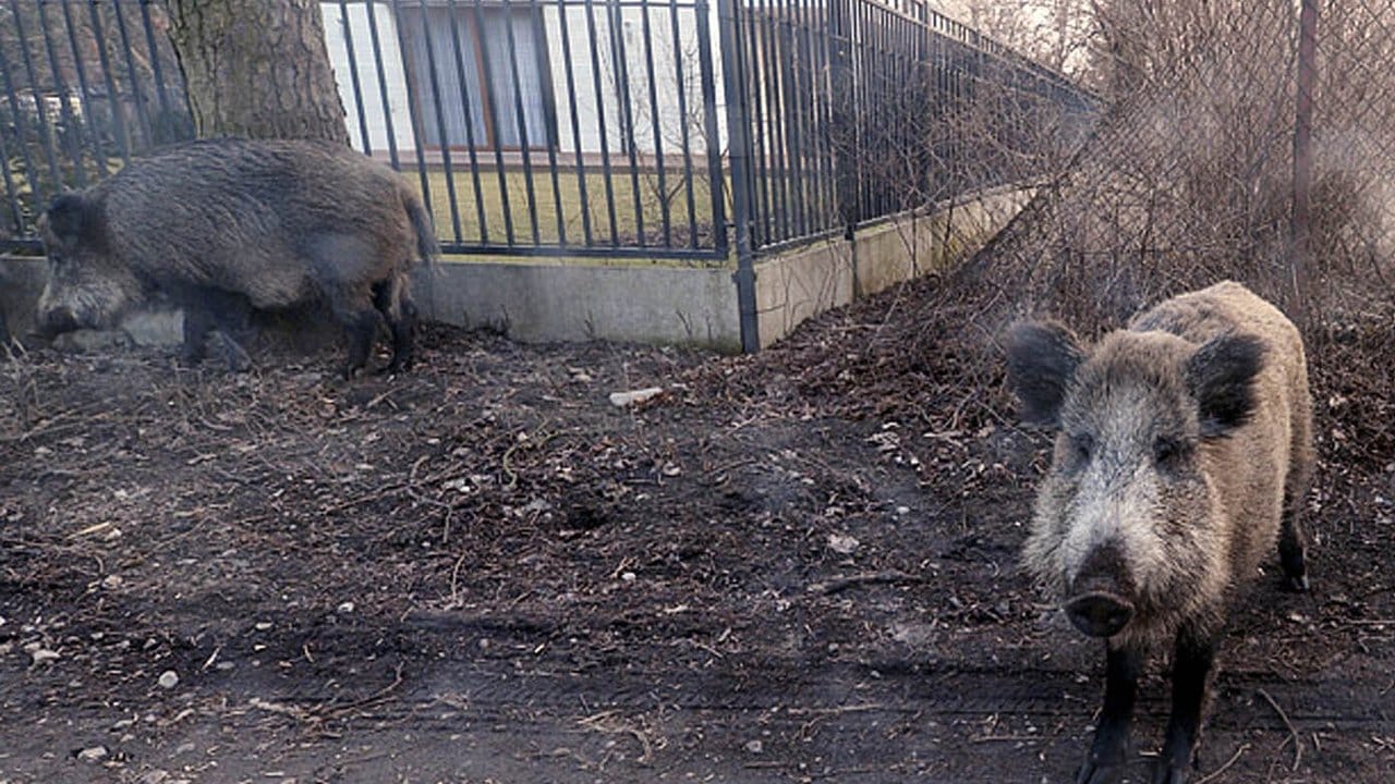 Wildschweine am Stadtrand von Warschau: Polen gehört in Europa neben Rumänien, Ungarn und dem Baltikum zu den besonders von der Afrikanischen Schweinepest betroffenen Regionen.
