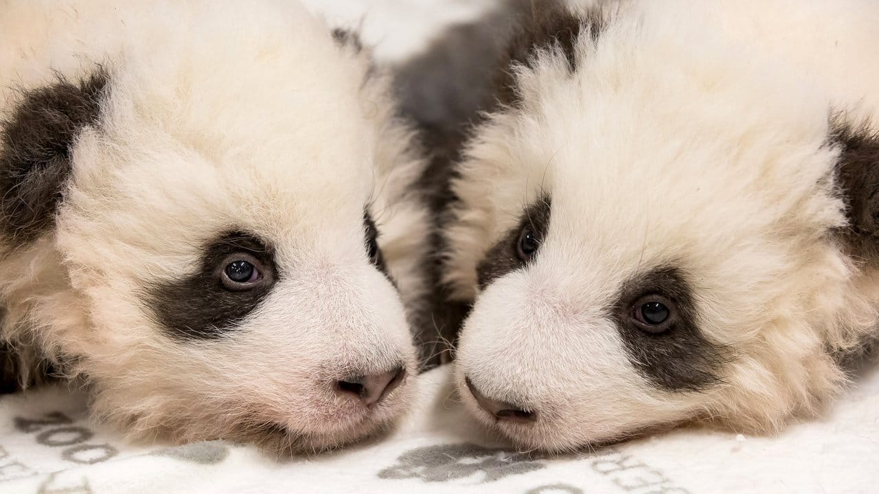 Die beiden Panda-Jungtiere aus dem Zoo Berlin.