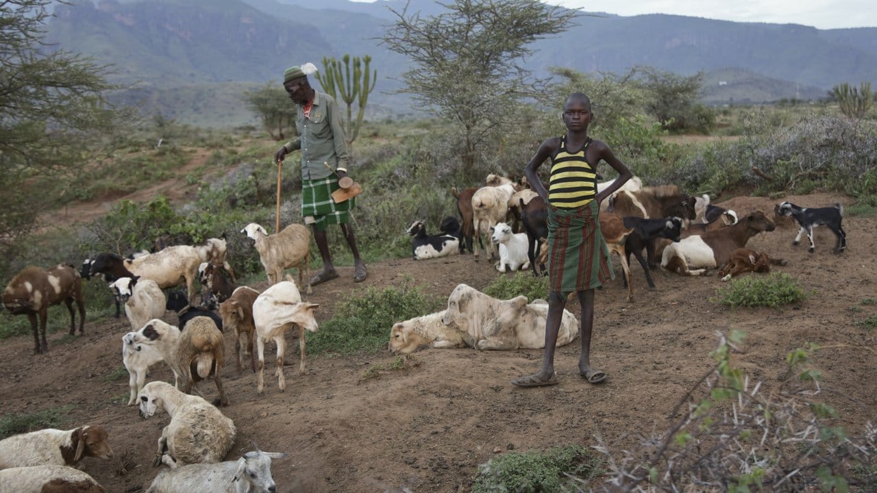 Ein ugandischer Farmer zählt die Tiere seiner Herde: Karamoja, eine der ärmsten Regionen Ugandas, ist stark vom Klimawandel betroffen.