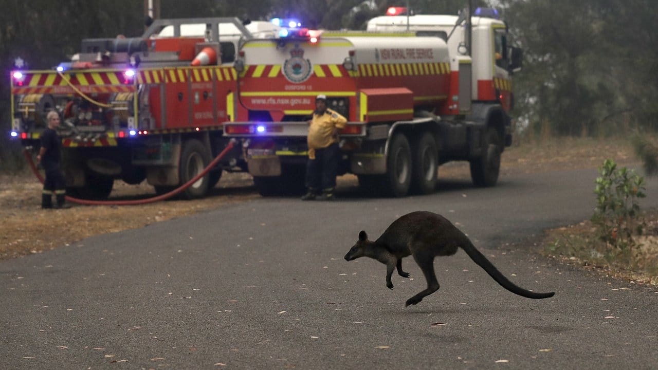 Ein Wallaby springt über eine Straße, um einem Feuer in der Nähe des Mangrove Mountain nördlich von Sydney zu entkommen.