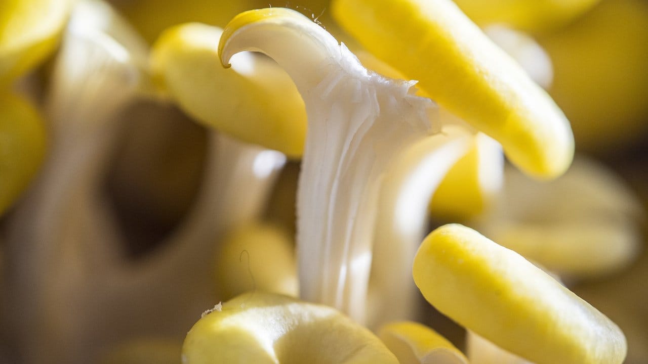 Der Zitronen-Seitling eignet sich für Einsteiger: Wie andere Seitlinge gedeiht dieser auf Stroh, Sägemehl oder Fertigsubstraten gut.