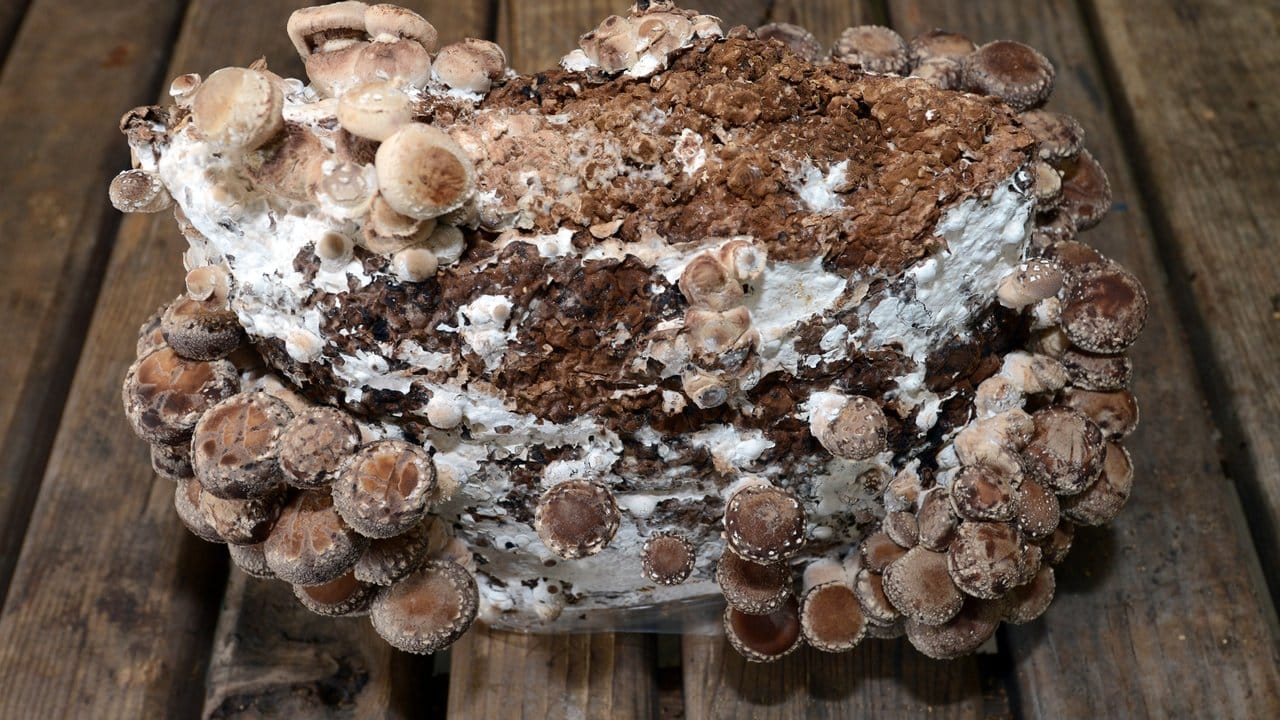 Welches Substrat man nimmt, hängt von der Pilzart ab: steriles Buchensägemehl ist für Edelpilze wie Shiitake ideal.