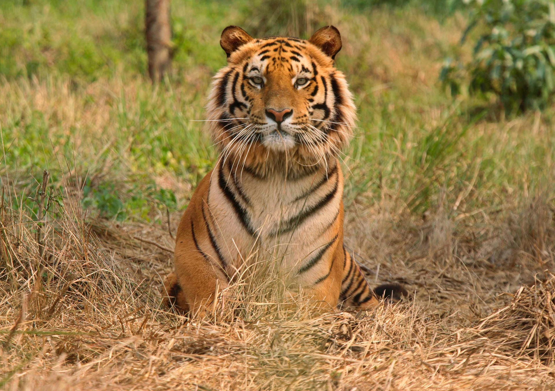 Hoffnungsschimmer für den Artenschutz: Die Population der Tiger in Indien hat sich in den vergangenen Jahren stabilisiert.