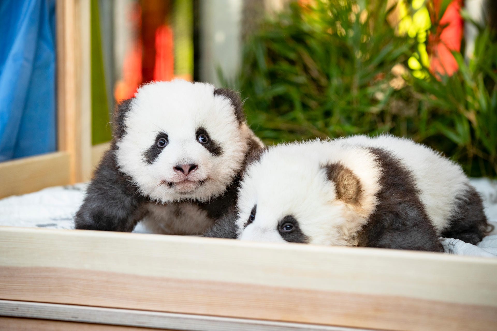 Seltener Nachwuchs im Berliner Zoo: Die Panda-Zwillinge Meng Yuan und Meng Xiang.