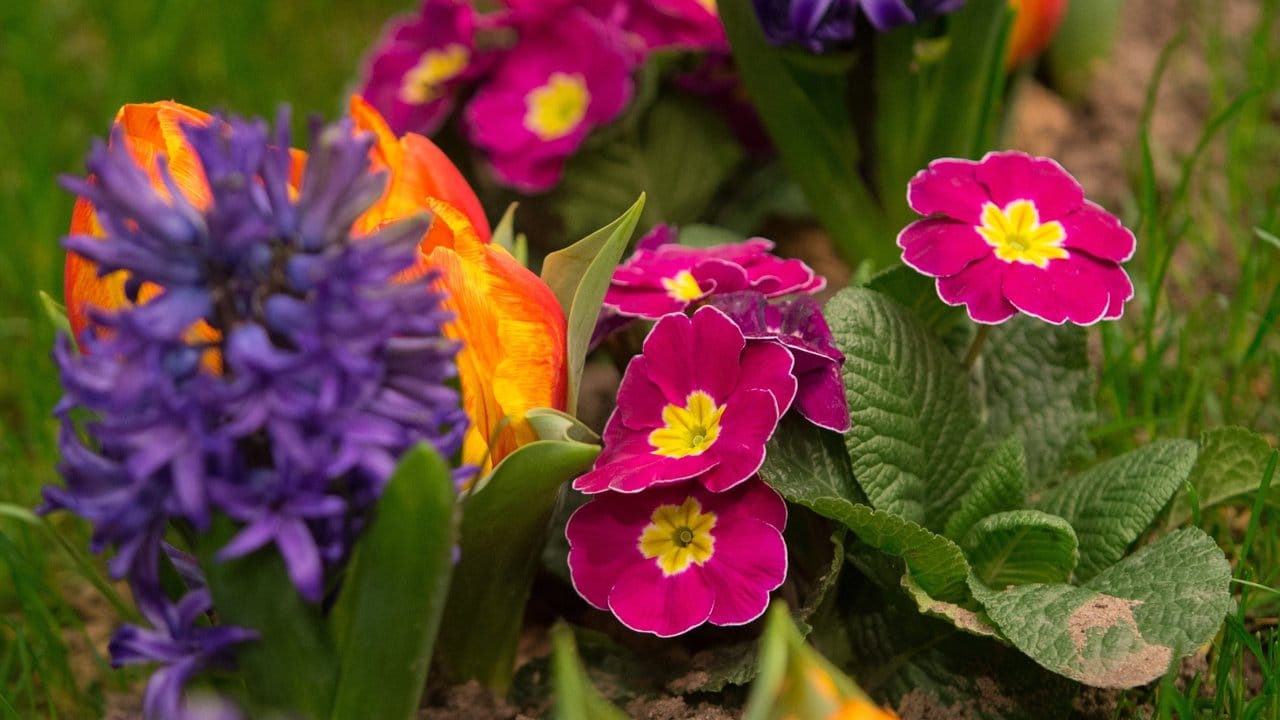 Eine farbenfrohe Kombination: Hyazinthen, Tulpen und Primeln ergänzen sich gut.