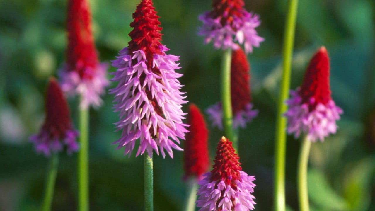 Ein besonderer Hingucker: Die halb geöffneten Blüten der Orchideenprimel (Primula vialii) sind teils tiefrot, teils fliederfarben gefärbt.