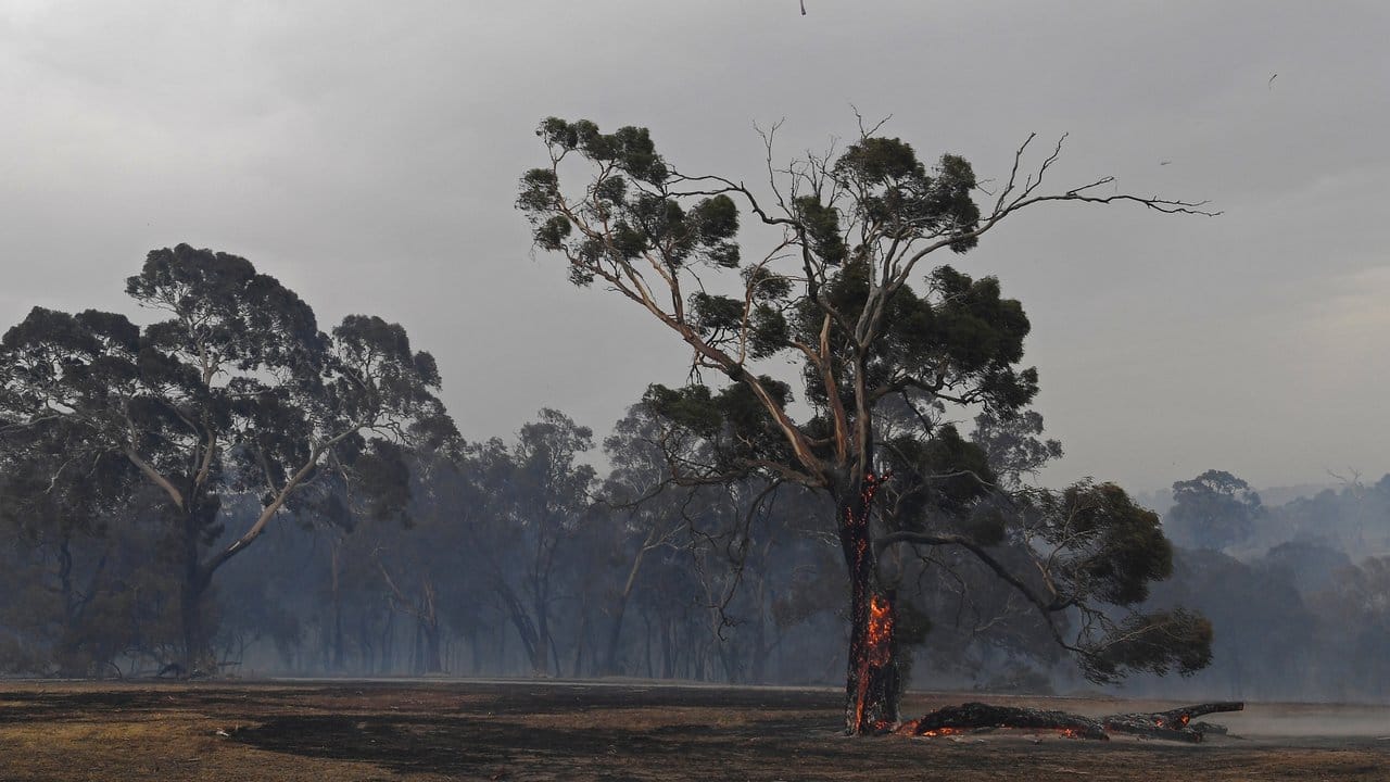Ein Löschhubschrauber fliegt über Bäume vor rauchverhangenem Himmel im Vorort Bundoora von Melbourne.