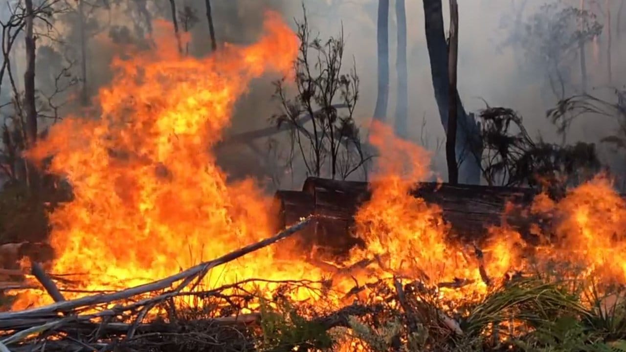 Schon seit Oktober wüten die Buschbrände in Australien, doch nun hat sich die Lage zugespitzt: Allein in New South Wales ist mittlerweile eine Fläche der Größe Belgiens abgebrannt. Schon seit Oktober wüten die Buschbrände in Australien, doch nun hat sich die Lage zugespitzt: Allein in New South Wales ist mittlerweile eine Fläche der Größe Belgiens abgebrannt.