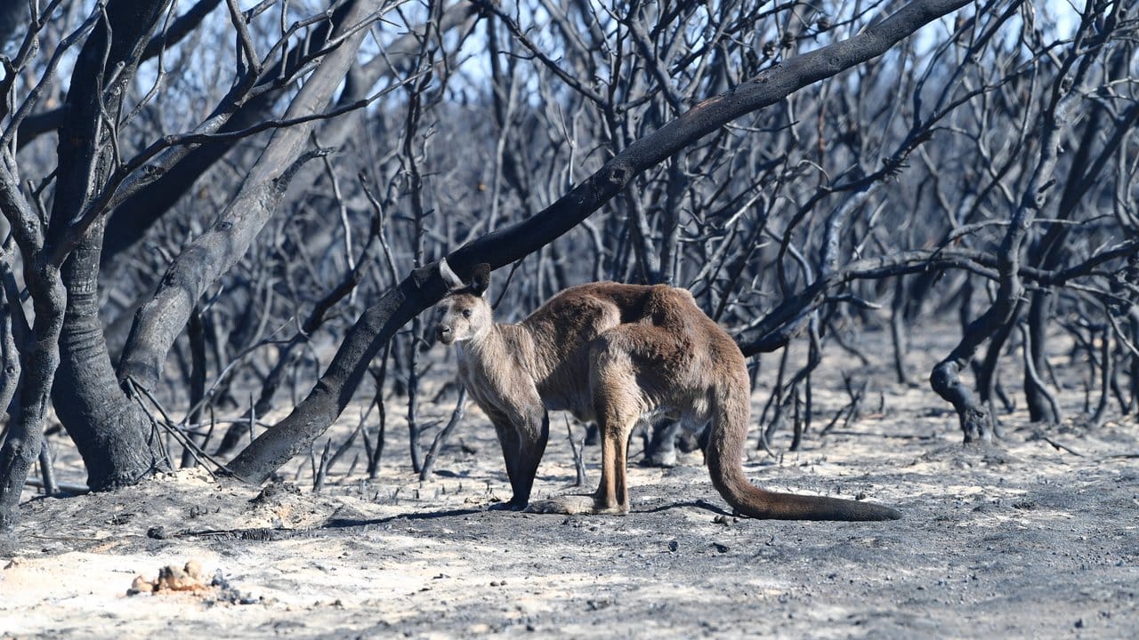 Ein Känguru im Flinder Chase National Park auf Kangaroo Island, südwestlich von Adelaide.