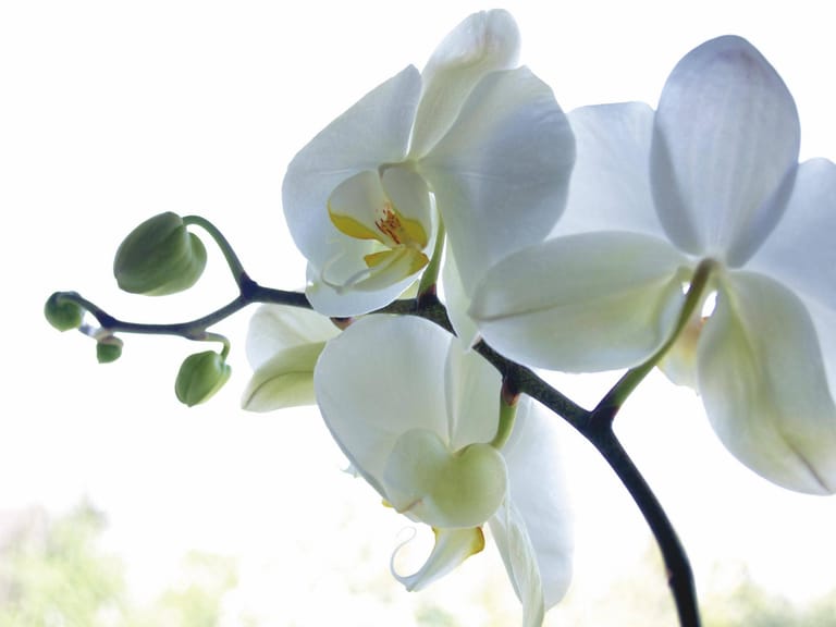Platz 1: Die Orchidee (Orchidaceae) ist seit Jahren die Nummer eins unter den Zimmerpflanzen. Sie zählt zur Gattung Laelia, ist ziemlich anspruchsvoll und mag es warm sowie hell.