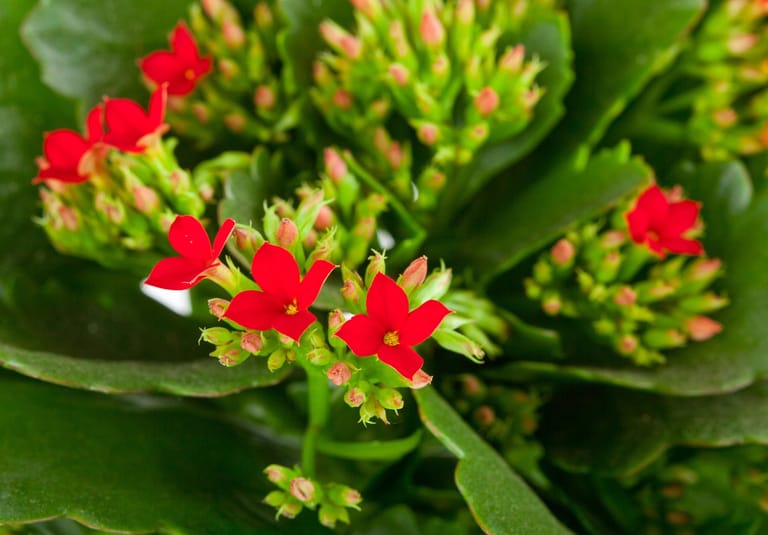 Platz 4: Das Flammende Käthchen (Kalanchoe blossfeldiana) ist eine beliebte Zimmerpflanze für den Winter.