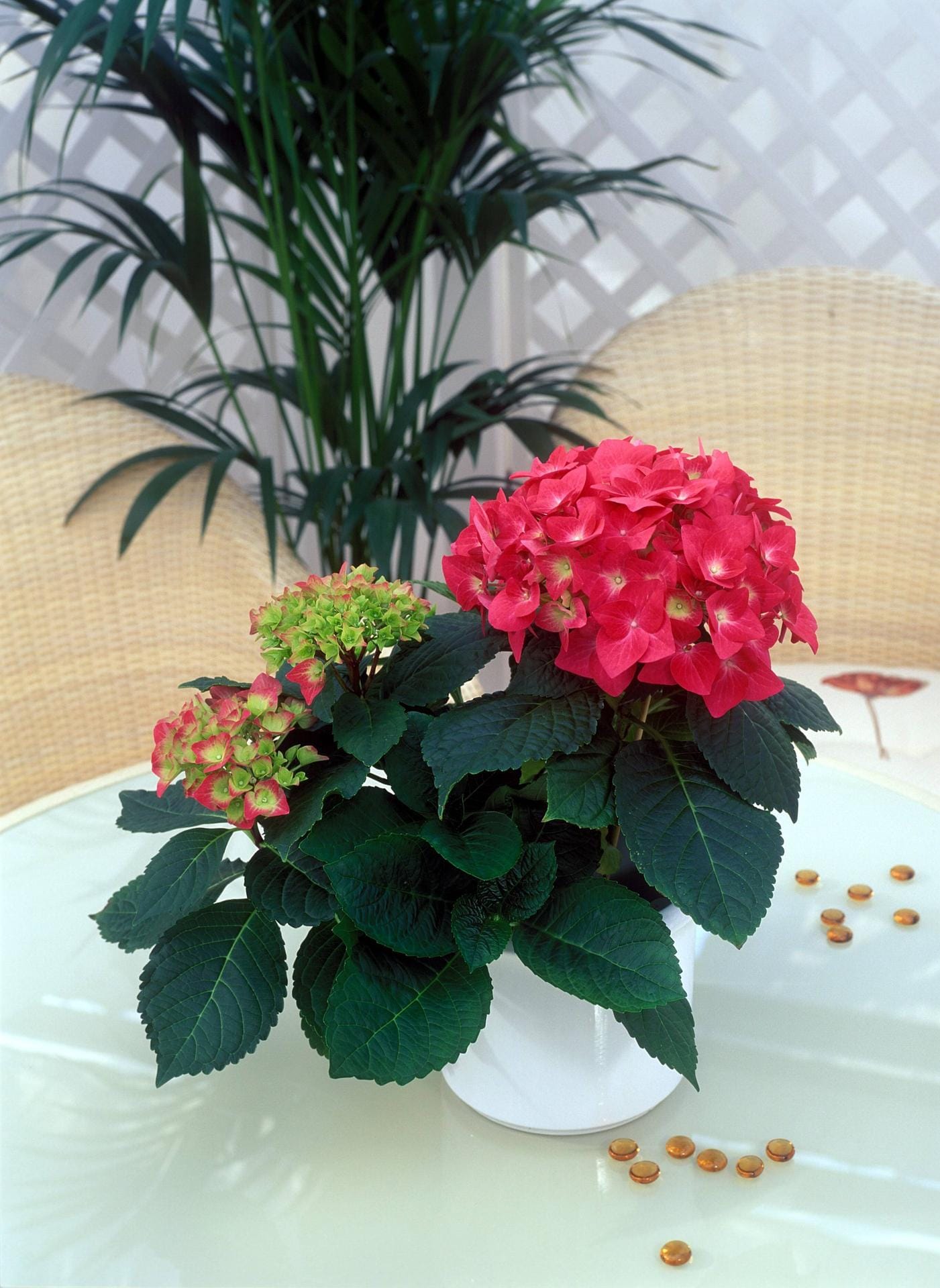 Platz 7: Die Hortensie (Hydrangea) ist nicht nur im Garten beliebt, sondern auch in der Wohnung. Der Vorteil: Sie stellt keine hohen Ansprüche an die Pflege.