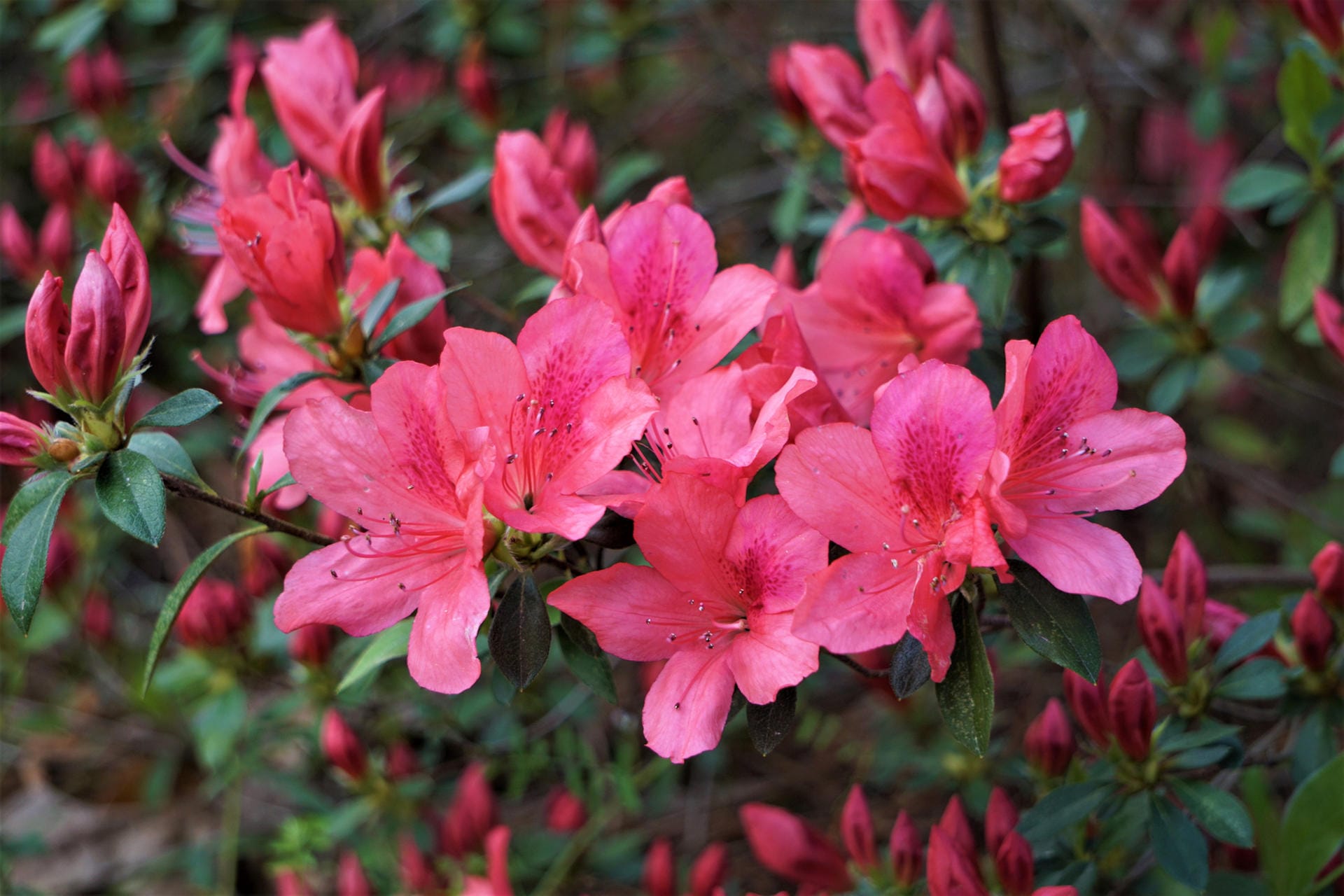 Azaleen: Neben den Rhododendron- und Azaleenbüschen, die sich für den Garten eignen, gibt es auch die Zimmerazalee, die ideal für den Wohnraum ist. Sie blüht zwischen Oktober und April.