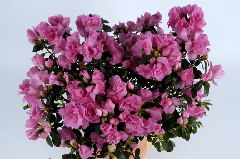 Platz 9: In den Wintermonaten blüht relativ wenig. Die Zimmerazalee (Rhododendron ssp.) ist hier eine besonders schöne Ausnahme.