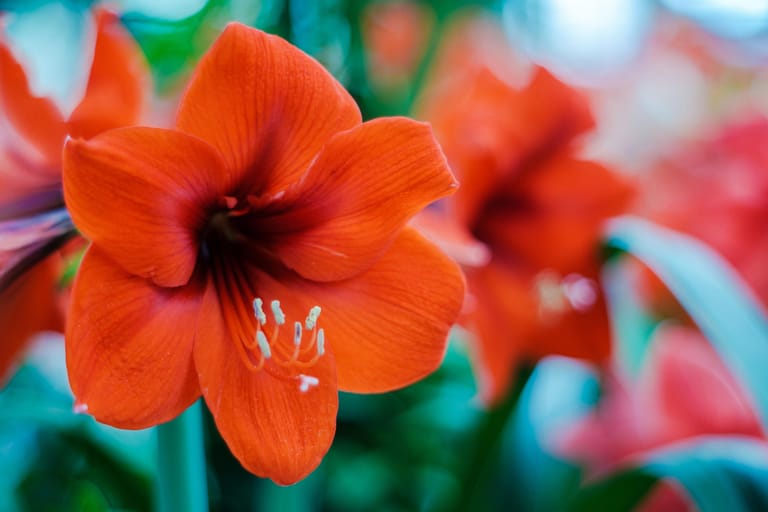 Amaryllis: Der Ritterstern ist besonders im Winter eine sehr beliebte, exotische Zimmerpflanze. Mit etwas Pflege blüht sie jährlich zur kalten Jahreszeit.