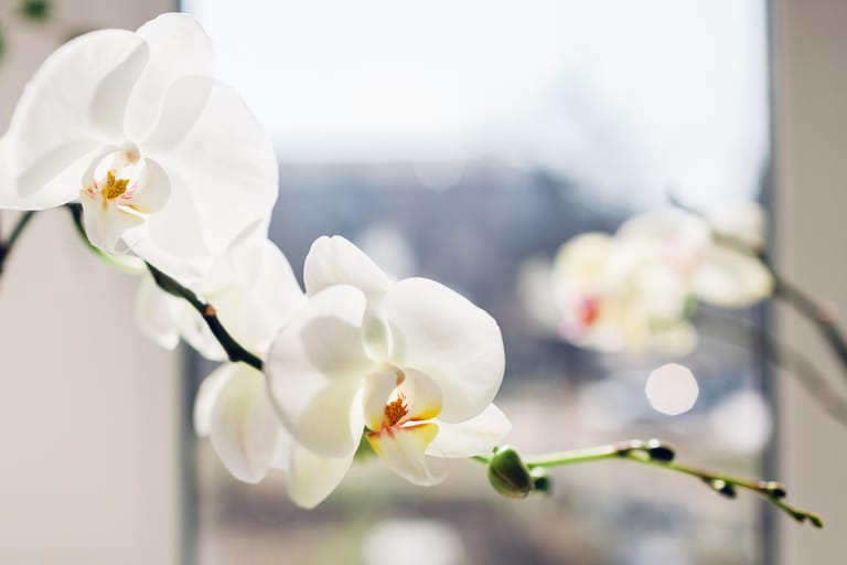 Orchideen: Die blühende Zimmerpflanze benötigt einen warmen Fensterplatz, damit sie blüht. In der Pflege ist sie etwas anspruchsvoller als andere exotische Blühpflanzen.