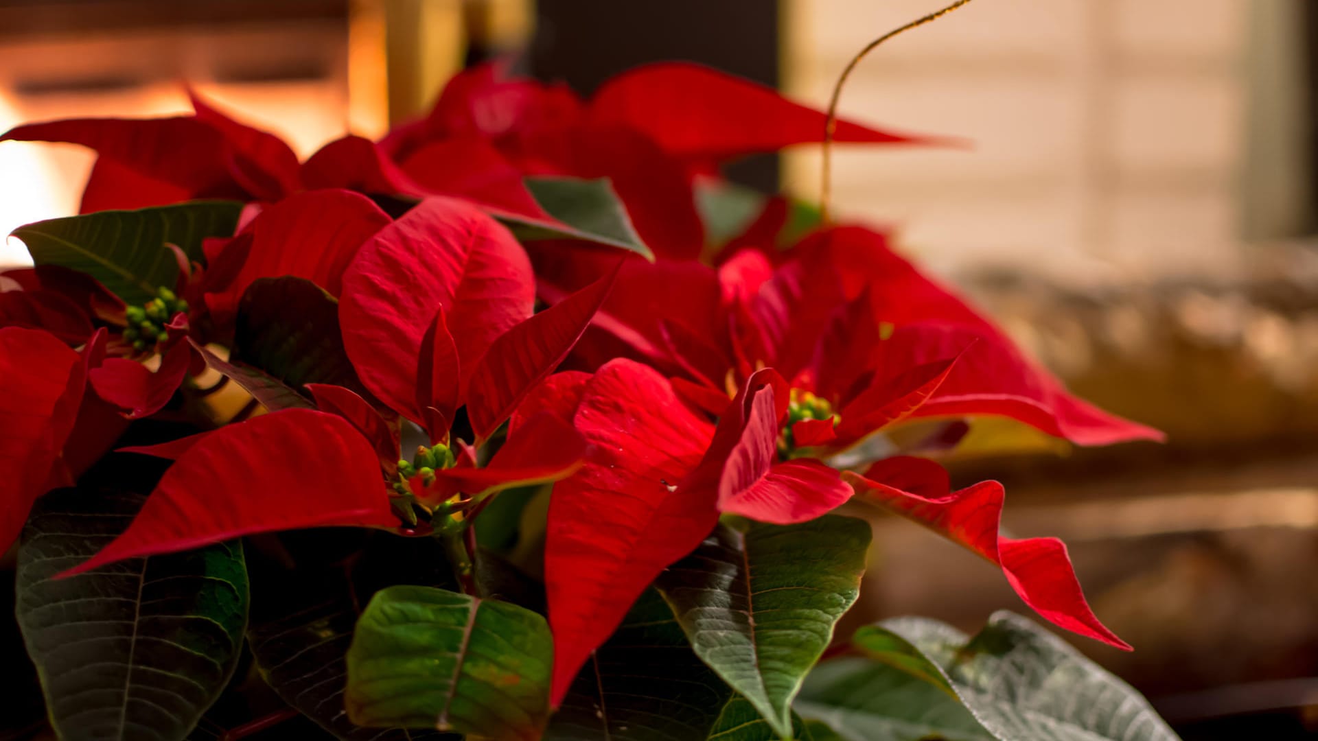 Weihnachtsstern: Der Weihnachtsstern (Euphorbia pulcherrima) mag einen nicht zu sonnigen Standort und Temperaturen zwischen 15 und 20 Grad. Er blüht zwischen November und Februar.