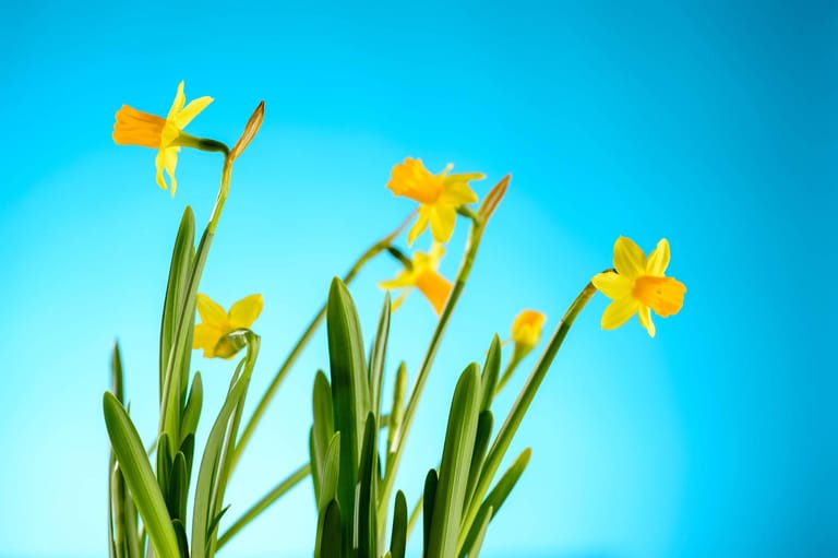 Platz 10: Die Narzisse (Narcissus) gehört im Garten zu den ersten Frühlingsboten. Doch auch als Zimmerpflanze ist sie beliebt – nicht nur an Ostern.