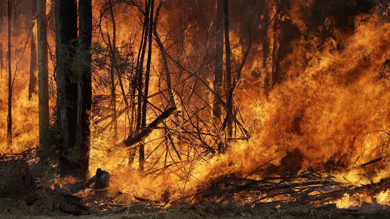 Seit Beginn der großen Buschfeuer im Oktober verbrannten in Australien mehr als zehn Millionen Hektar Land.