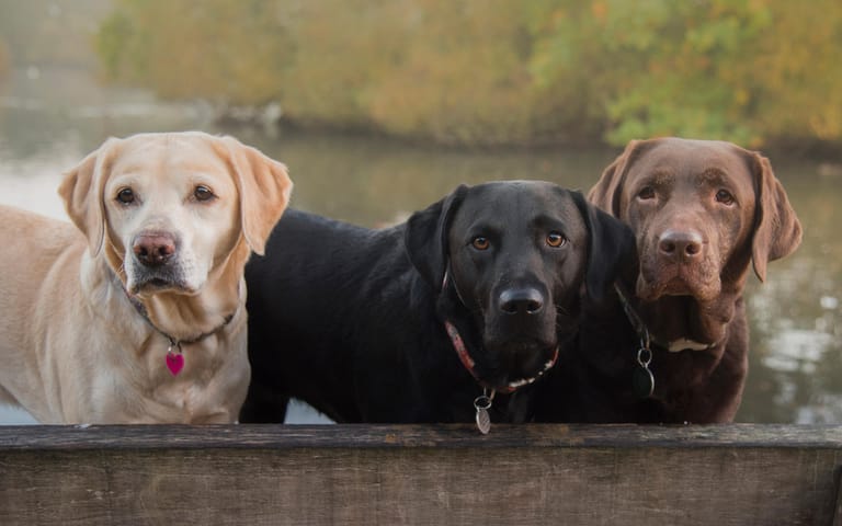 Platz 2 – Labrador Retriever: Die beliebte Rasse gibt es in drei unterschiedlichen Farben.