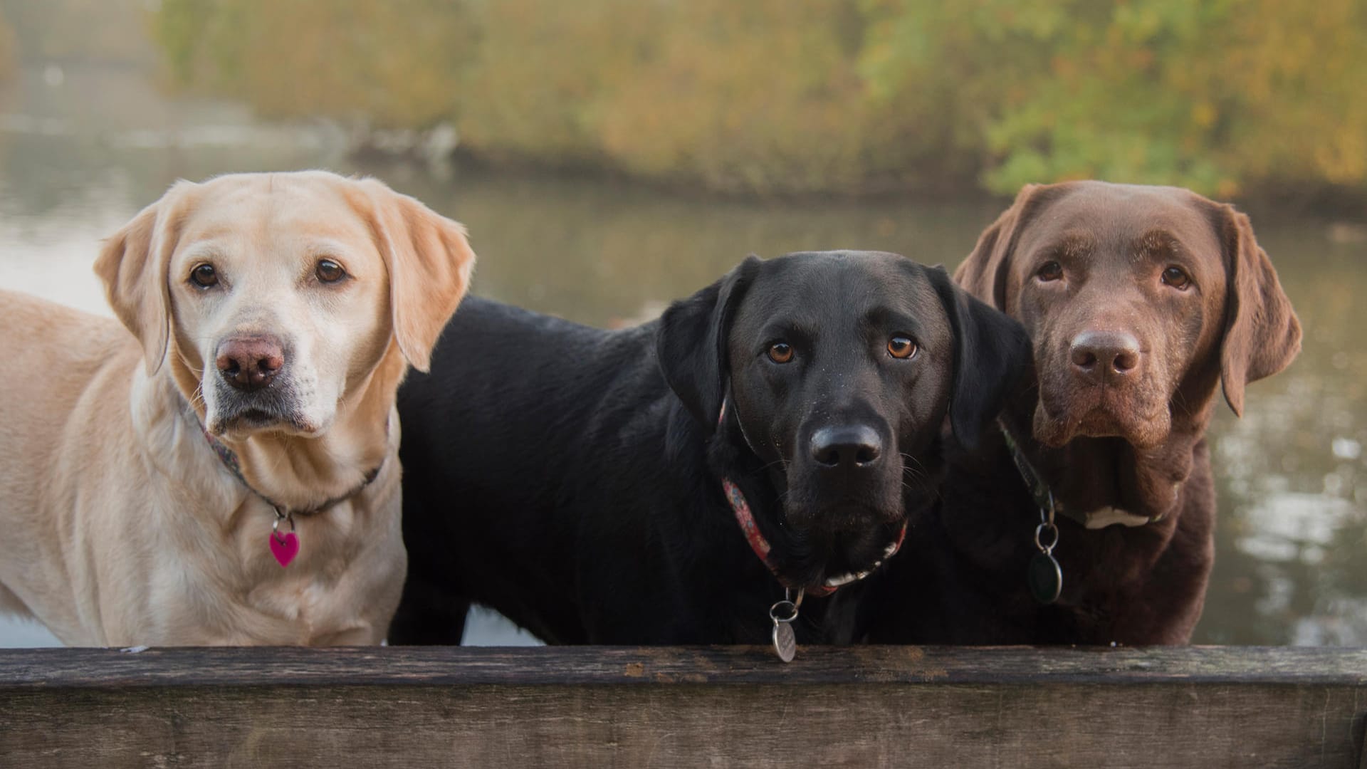 Platz 2 – Labrador Retriever: Die beliebte Rasse gibt es in drei unterschiedlichen Farben.