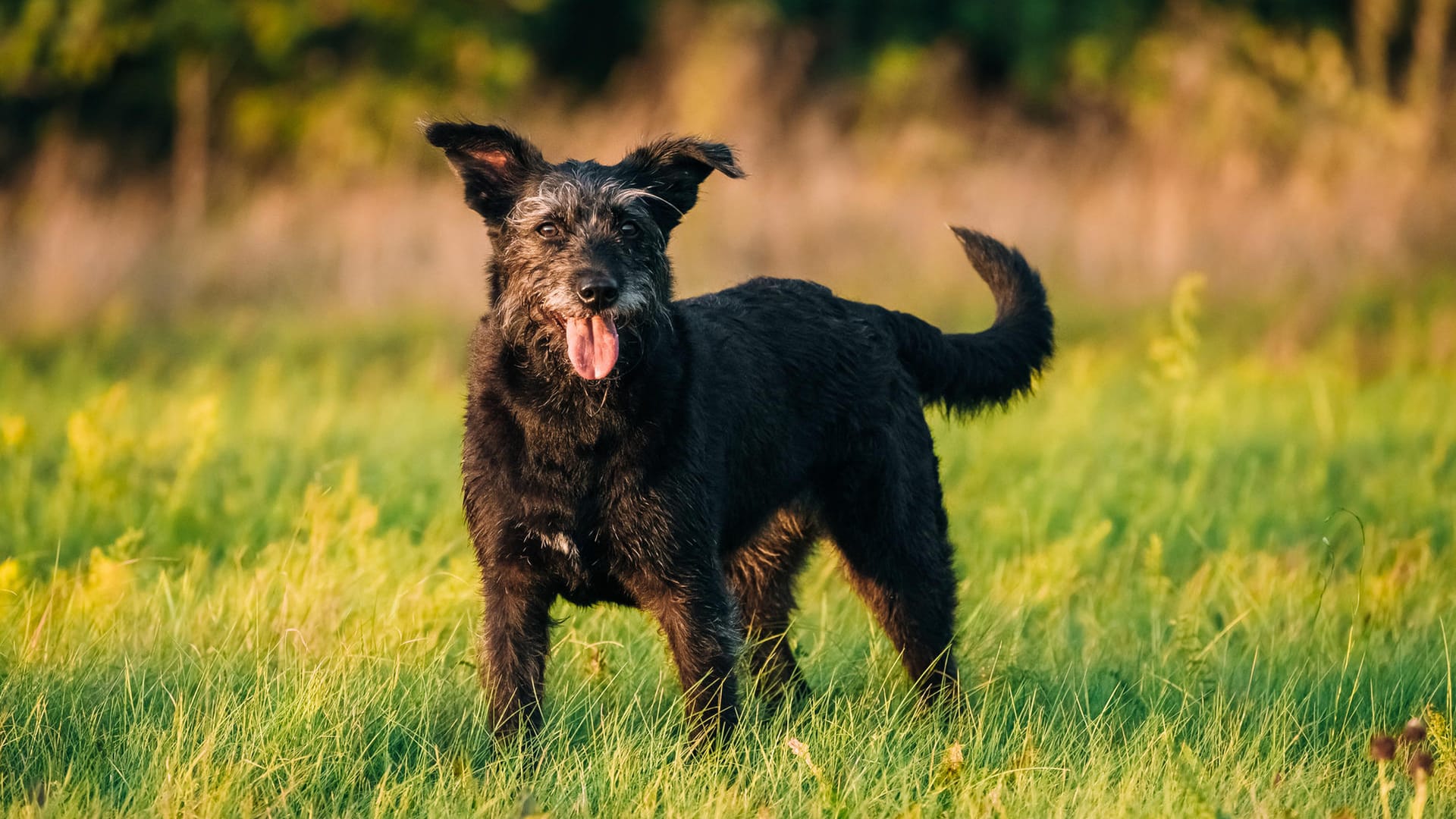 Platz 1 – Mischlingshunde: Die Tiere, die von mehreren Rassen etwas haben, sind nach wie vor die beliebtesten in Deutschland.