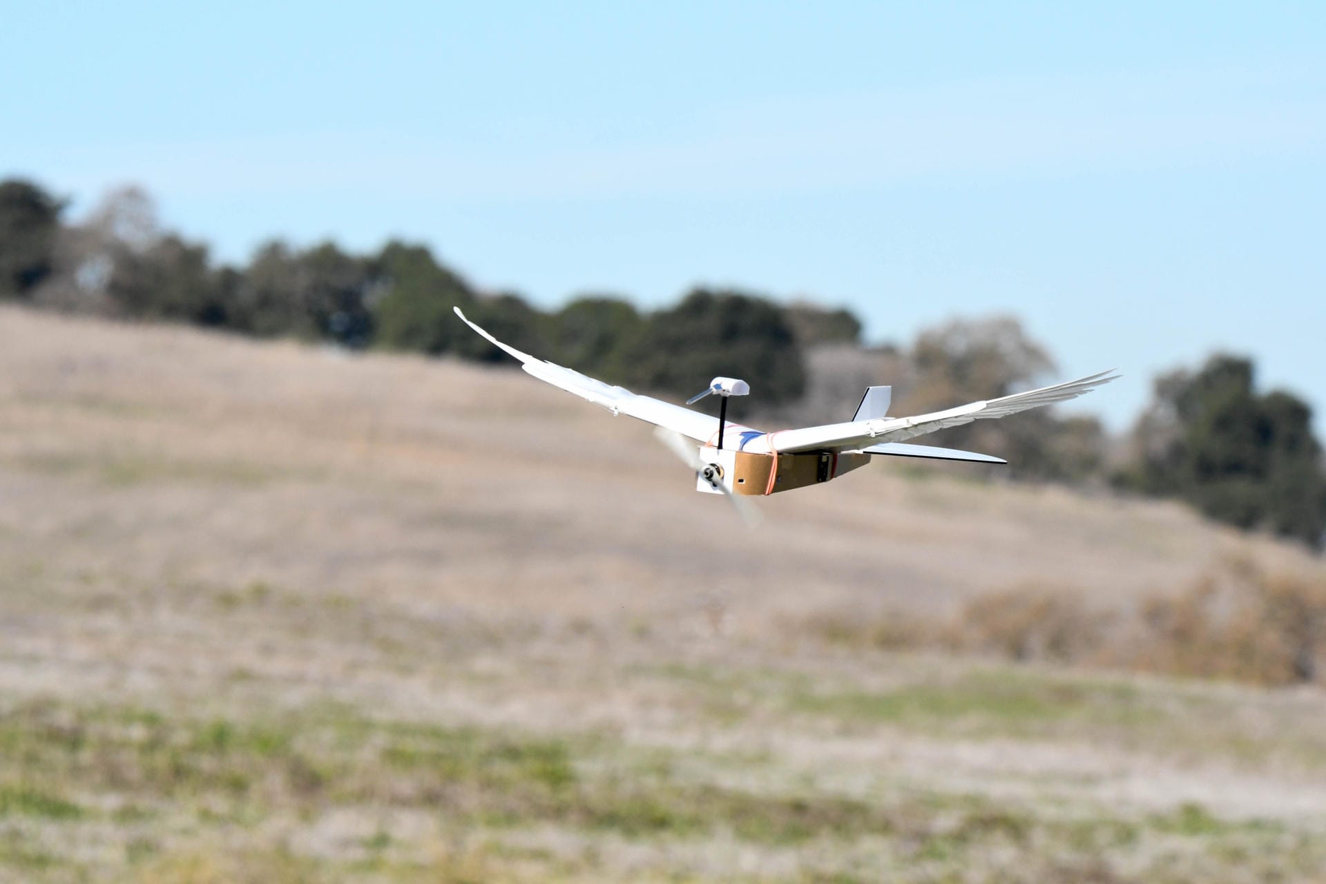 Roboter mit echten Taubenfedern kann fliegen
