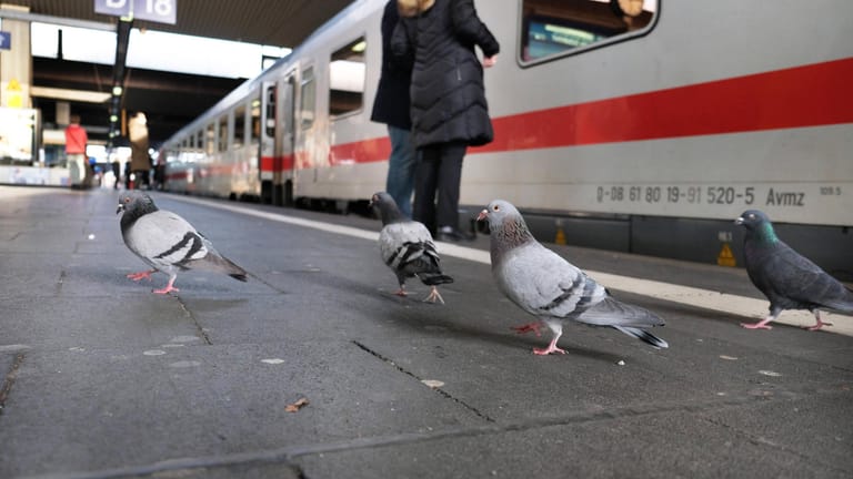 Tauben an einem Bahnhof