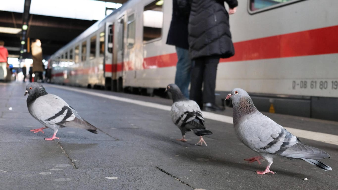 Tauben an einem Bahnhof
