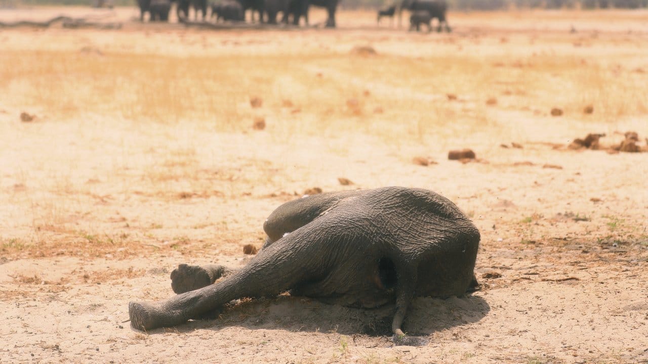 Der Kadaver eines toten Elefanten im Hwange-Nationalpark.