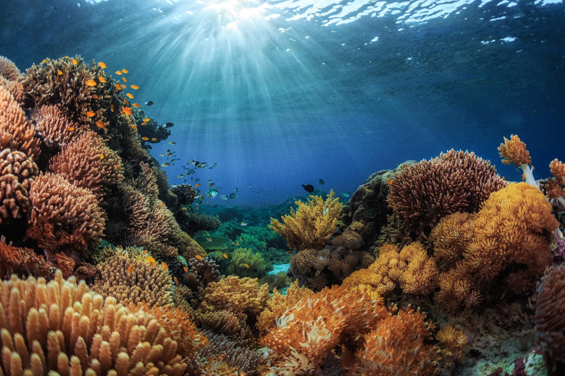 Korallen als Mitbringsel waren vor vielen Jahren noch kein Problem. Heute dürfen Sie die geschützten Arten weder selbst sammeln noch sollten Sie diese kaufen.
