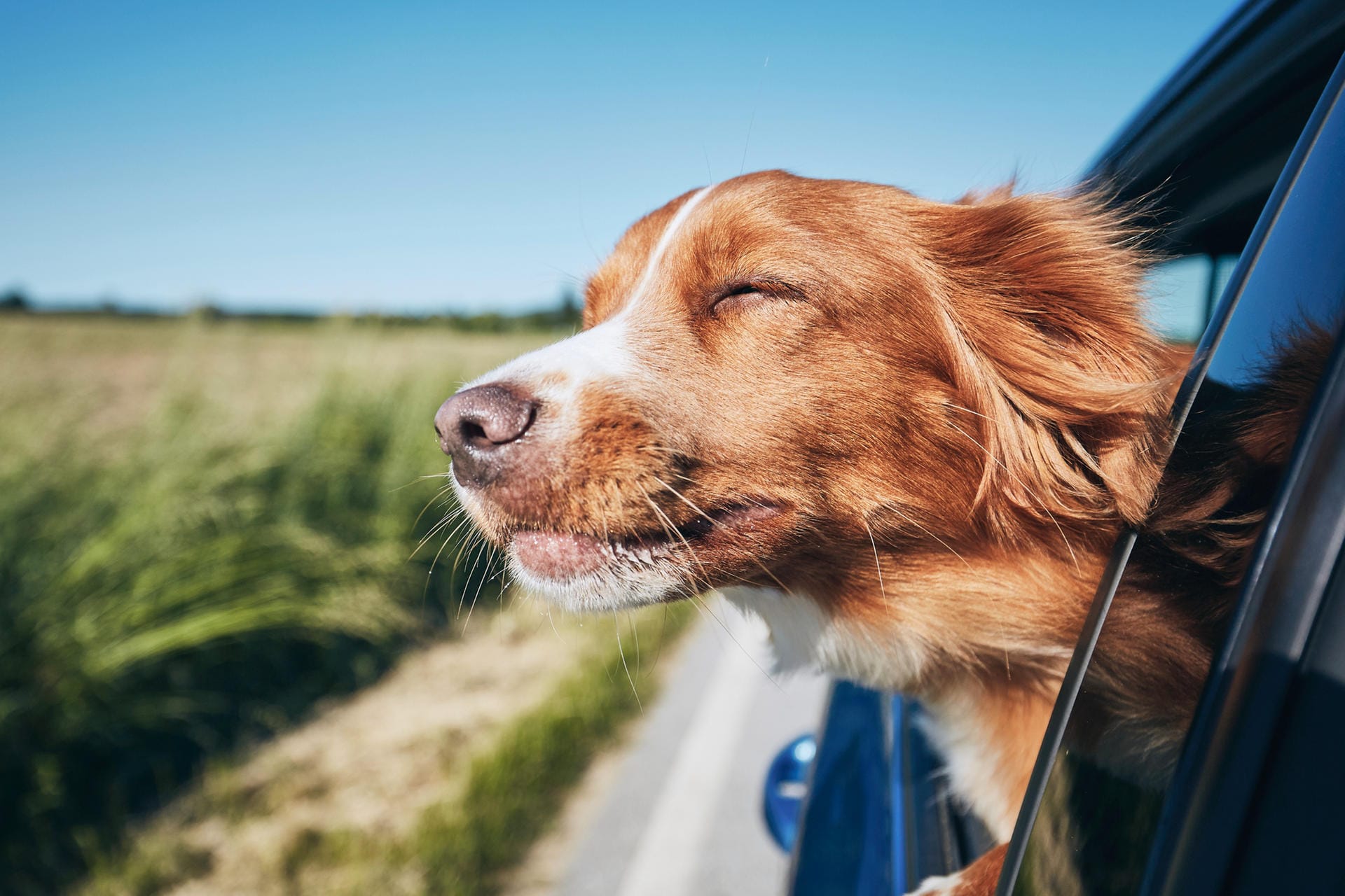 Frische Luft: Urlaubsreisen im Auto eignen sich eher für Hunde mit einem unempfindlichen Magen.