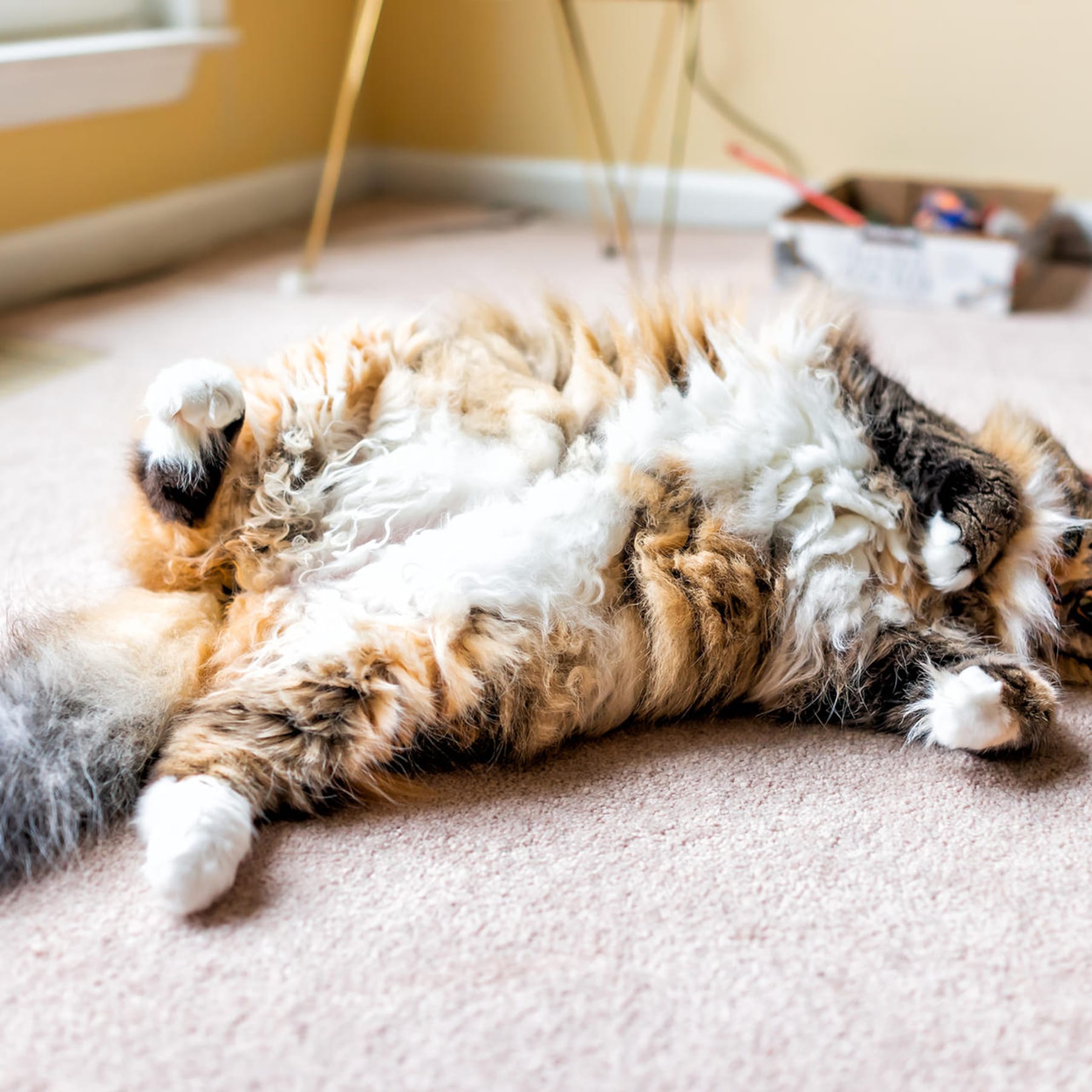 Katzen mit Geruch vertreiben: Diese Hausmittel sind effektiv