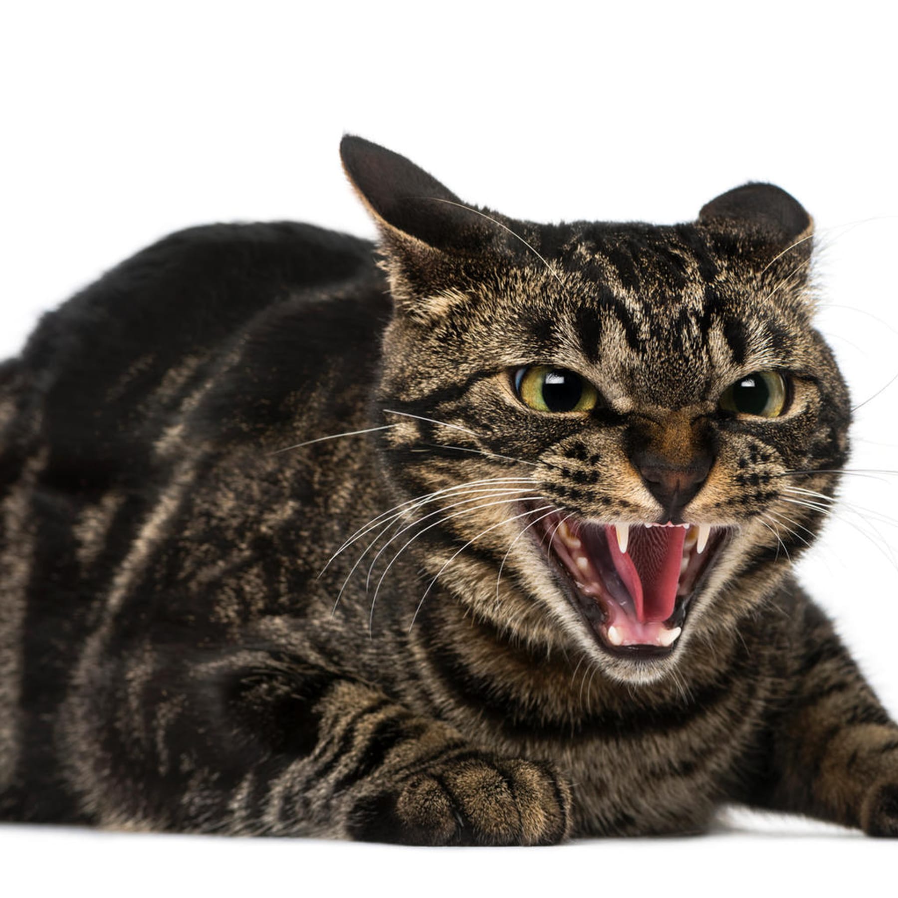 Katzen vertreiben: 8 tierfreundliche Tipps, um Katzen fernzuhalten -  ÖKO-TEST