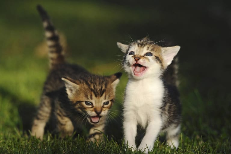 Mauzende Kätzchen: Mit dem typischen "Miau" wenden sich Katzen meist an den Menschen. Sie sind sehr klug und merken, dass Menschen über Worte kommunizieren. Also passen sie sich an. Miaut die Katze mit hoher, heller Stimme, fühlt sie sich schwach und braucht meist Aufmerksamkeit. Möchte sie etwas sehr dringend, kommt zum Miauen oft ein Gurren dazu.