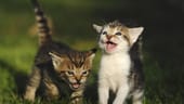 Mauzende Kätzchen: Mit dem typischen "Miau" wenden sich Katzen meist an den Menschen. Sie sind sehr klug und merken, dass Menschen über Worte kommunizieren. Also passen sie sich an. Miaut die Katze mit hoher, heller Stimme, fühlt sie sich schwach und braucht meist Aufmerksamkeit. Möchte sie etwas sehr dringend, kommt zum Miauen oft ein Gurren dazu.