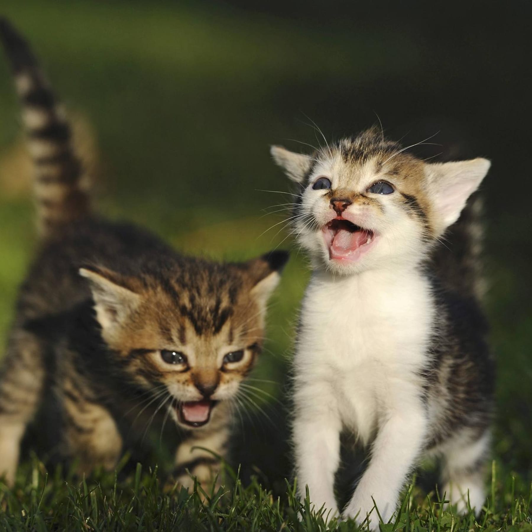 Katzen mit Geruch vertreiben: Diese Hausmittel sind effektiv