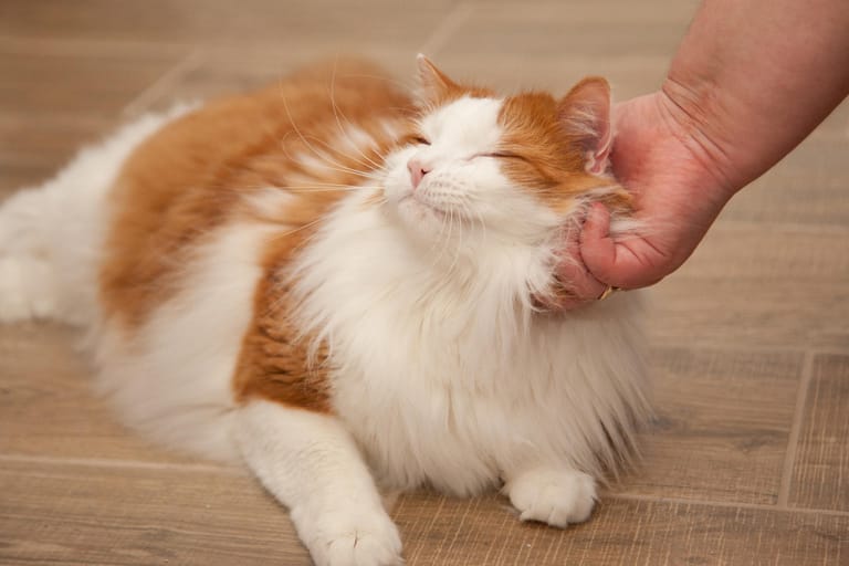 Schnurrende Katze: Schnurren bedeutet vieles: Zufriedenheit, Hunger, Angst, Schmerz. Die Umstände entscheiden: Liegt die Katze auf dem Schoß, ist sie zufrieden, beim Tierarzt hat sie eher Angst.