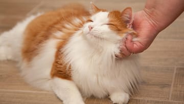 Schnurrende Katze: Schnurren bedeutet vieles: Zufriedenheit, Hunger, Angst, Schmerz. Die Umstände entscheiden: Liegt die Katze auf dem Schoß, ist sie zufrieden, beim Tierarzt hat sie eher Angst.