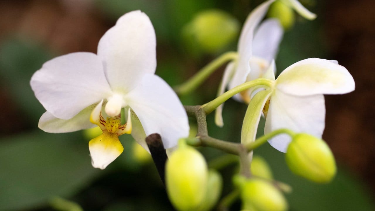 Viele Phalaenopsis blühen über eine längere Zeit und produzieren viele Knospen. Viele Phalaenopsis blühen über eine längere Zeit und produzieren viele Knospen.