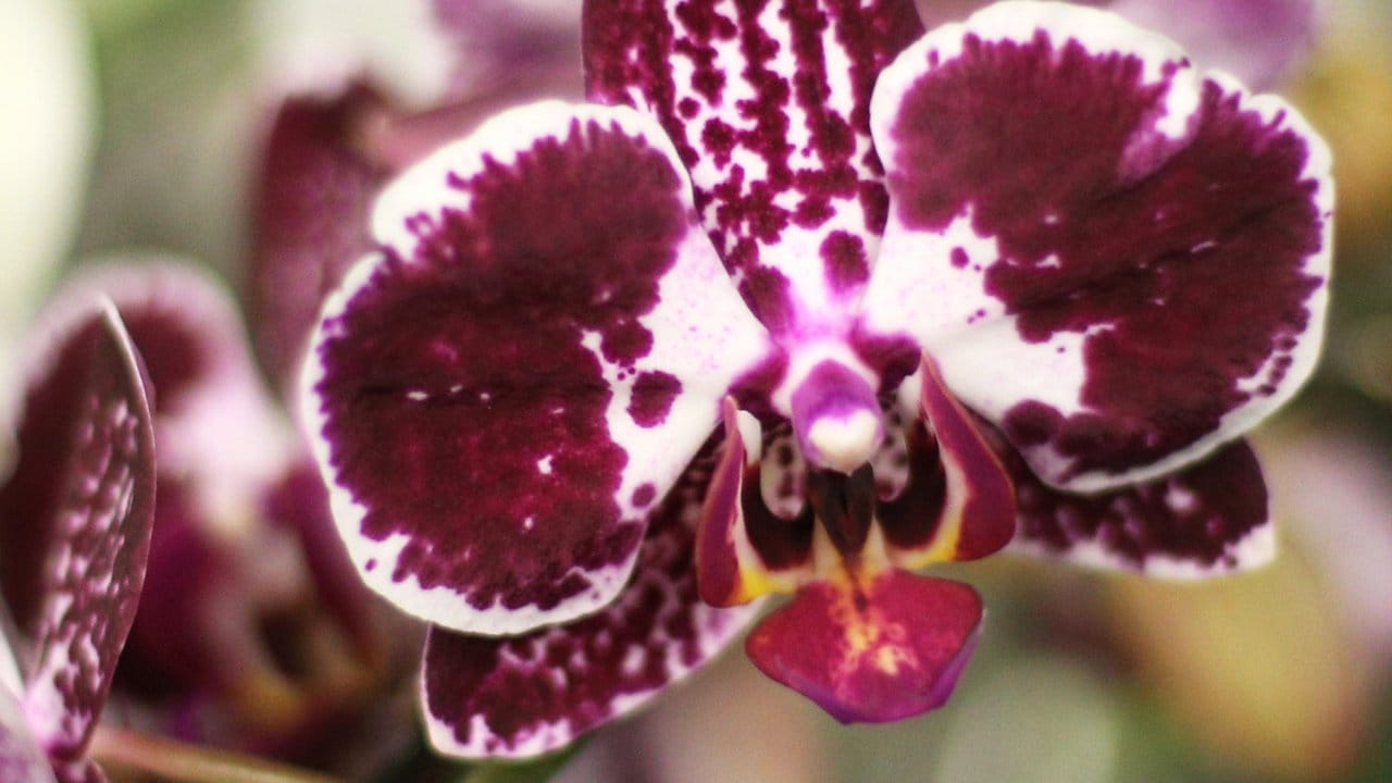 Ihre Blüten erinnern an einen Schmetterling - nicht von ungefähr wird die Phalaenopsis daher auch als Nachtfalter- oder Schmetterlingsorchidee bezeichnet. Ihre Blüten erinnern an einen Schmetterling - nicht von ungefähr wird die Phalaenopsis daher auch als Nachtfalter- oder Schmetterlingsorchidee bezeichnet.